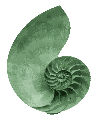 Tiidye nautilus mark